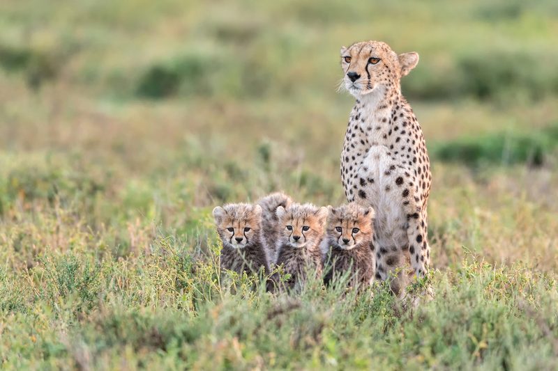 A mother cheetah sitting upright in short grass with her cubs gathered at her feet, looking toward the camera