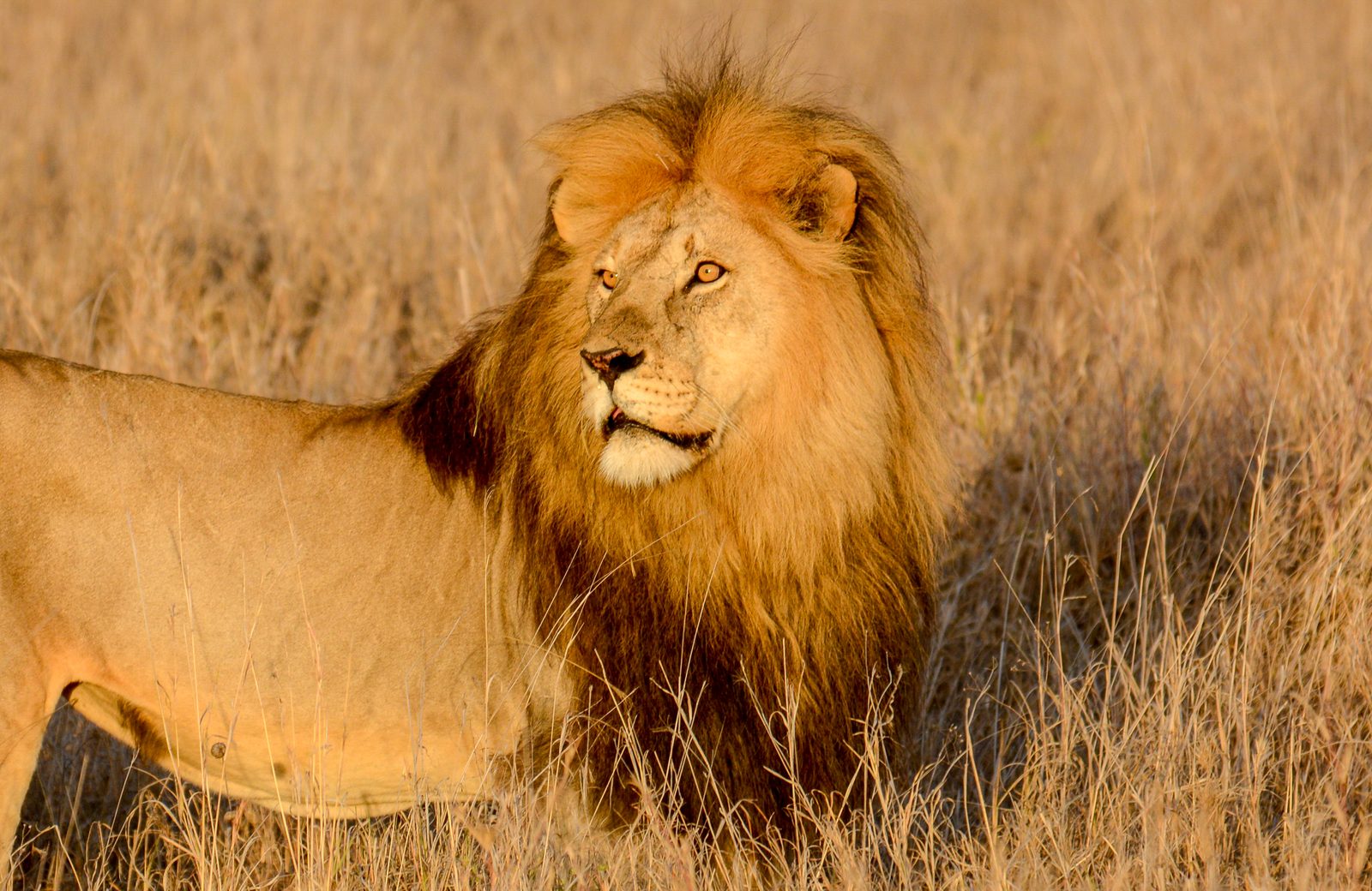 A male lion with a full mane in golden late-afternoon light, standing in dry grass