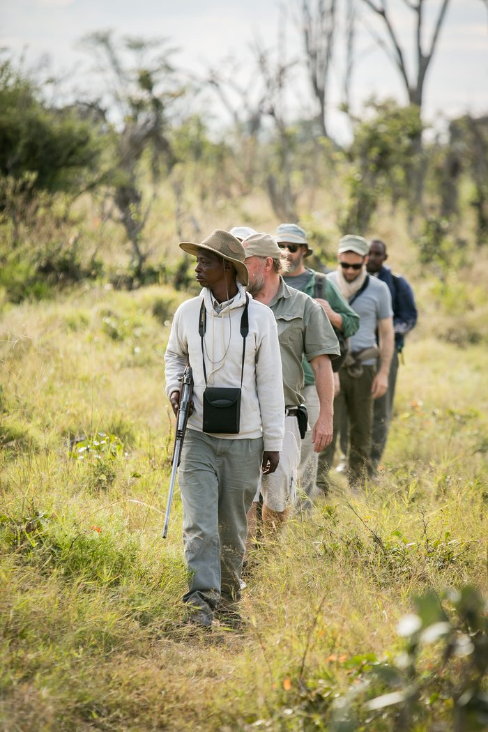 A small group walking single file through tall grass behind a guide, with acacia trees in the background